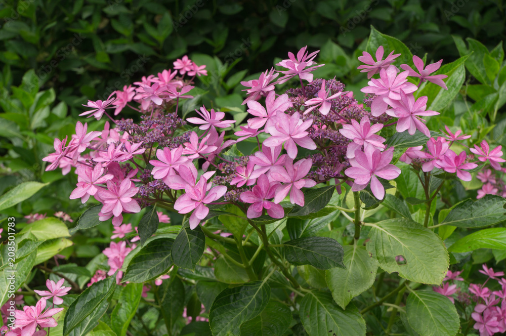 Beautiful hydrangeas in a Japanese garden in Kyoto. Beautiful hydrangeas in a Japanese garden in Kyoto.