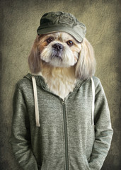 Fototapete Hipster Tiere Hipster Shih Tzu im Vintage Porträt  © cranach