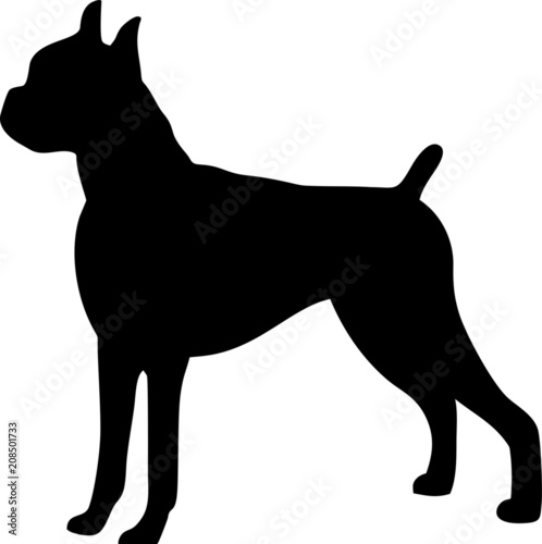 Boxer Dog