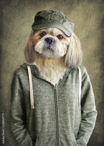 Cute dog shih tzu portrait, wearing human clothes, on vintage background. Hipster dog.