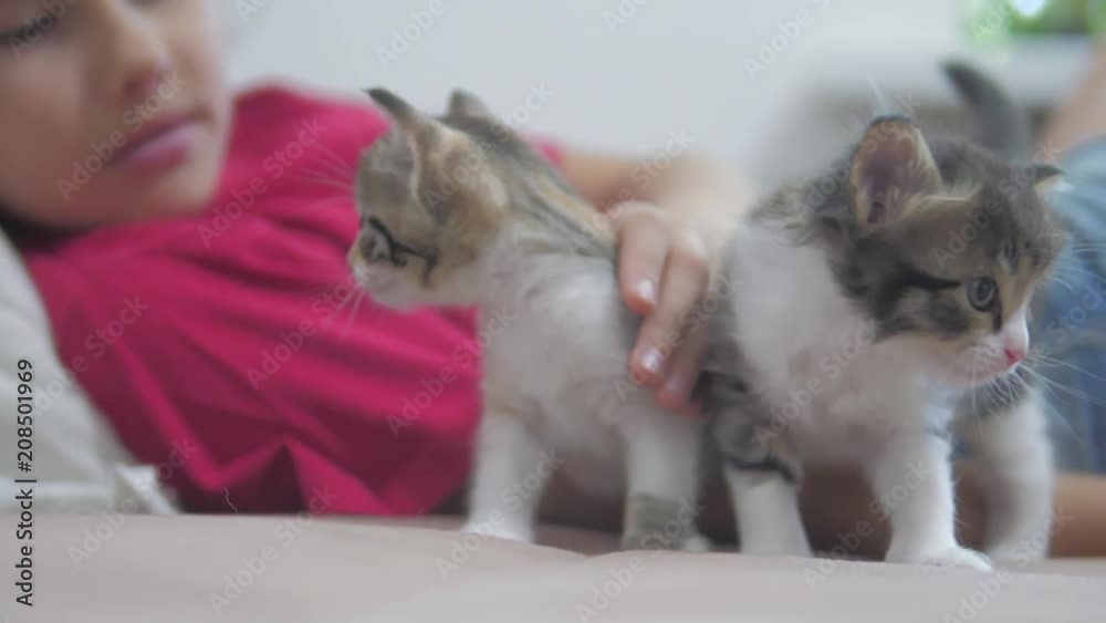 little girl and black and white fluffy two kittens lie on the bed. girl cat stroking a small kitten slow motion video. girl and kittens lifestyle concept little girl and black and white fluffy two kittens lie on the bed. girl cat stroking a small kitten slow motion video. girl and kittens lifestyle concept