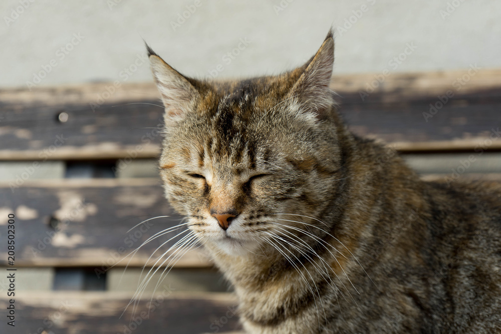 Portrait of a cat