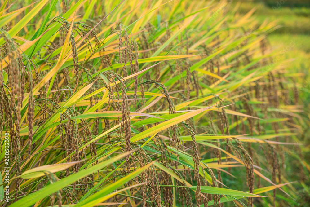 Obraz premium Golden rice field in harvest season and sunny daylight, beautiful summer natural landscape.