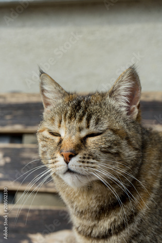 Portrait of a cat © Cosca