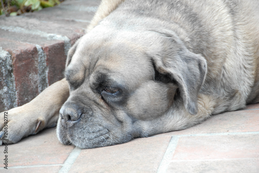 Obraz premium A Corsican dog rests