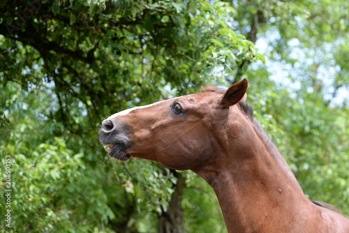 speaking horse, cute sorrel horse in portrait seams to be speaking