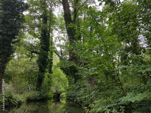 Wilder Spreewald