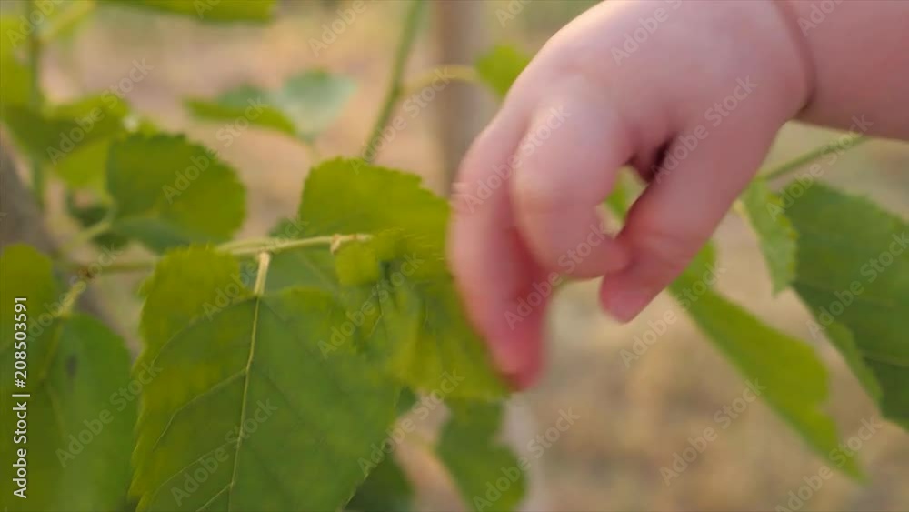 Kid's arm touching tree. Human and nature. Baby's fingers touch green leaves of mulberry tree on sunny summer day. Baby's hand trying to reach green leaf. Closeup, slow motion Kid's arm touching tree. Human and nature. Baby's fingers touch green leaves of mulberry tree on sunny summer day. Baby's hand trying to reach green leaf. Closeup, slow motion