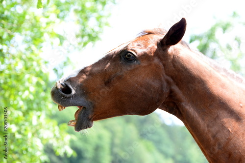 Fototapeta Naklejka Na Ścianę i Meble -  The cry, sorrel horse in the sun seems to be crying, portrait