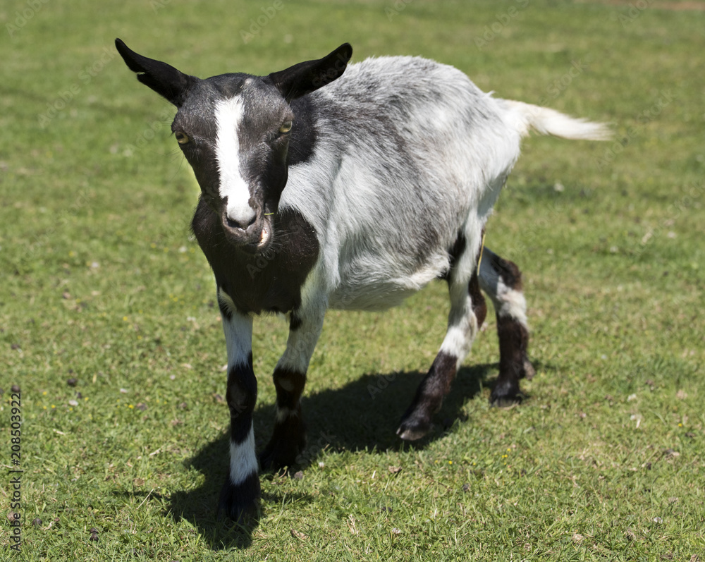 Goat on a meadow. Baden Baden, Baden Wuerttemberg, Germany Goat on a meadow. Baden Baden, Baden Wuerttemberg, Germany