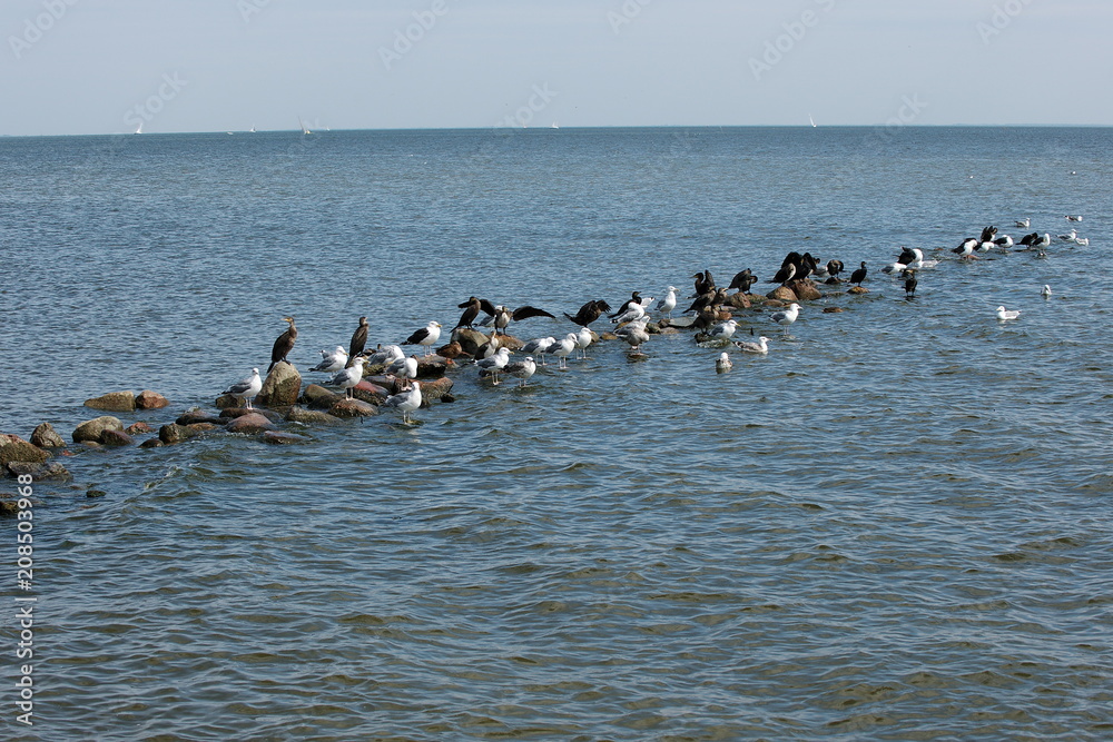 Bird sitting on rocks scattered in the sea Bird sitting on rocks scattered in the sea