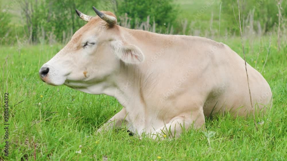 Light cow resting on the grass Light cow resting on the grass