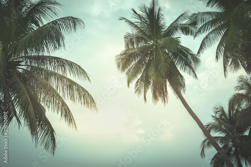 coconut palm tree