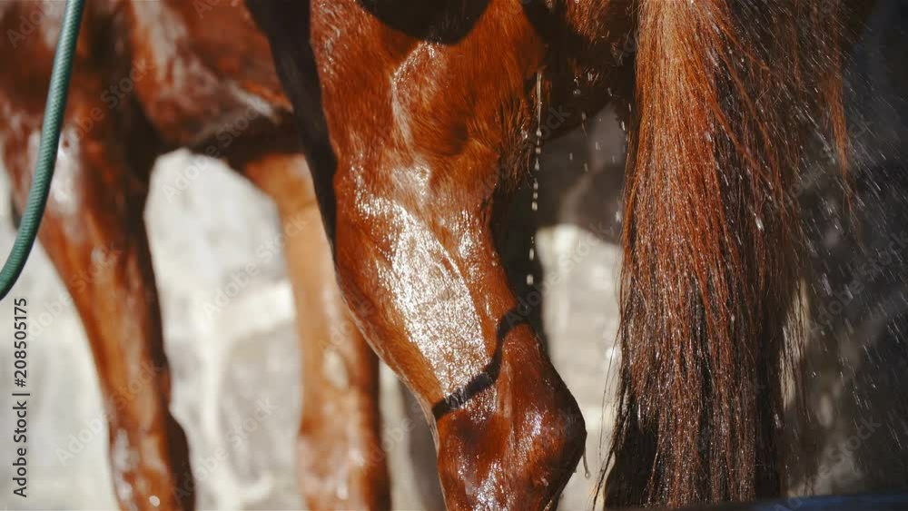 Washing horse closeup of muscle legs in slow motion 4K. Static long shot of horse back leg in