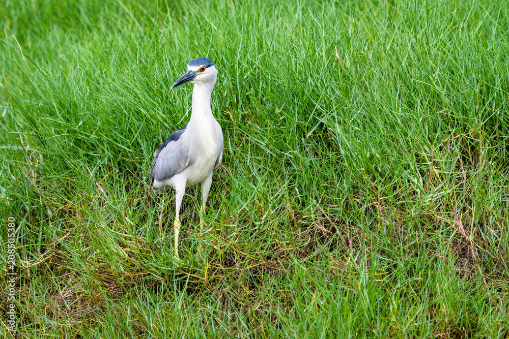 Fototapeta premium Alert heron standing in tall grass, Hawaii 