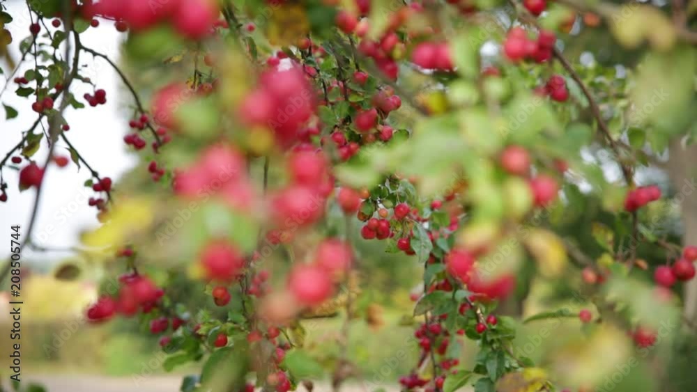 Crab apples on a tree Crab apples on a tree