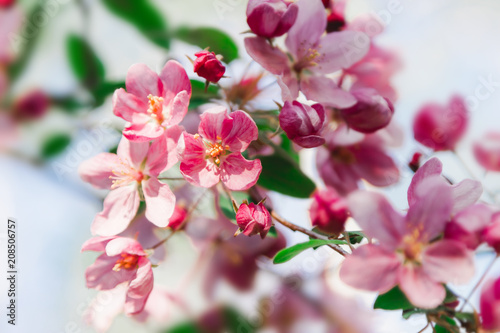 Pink flowers blossom on tree. Nature floral pastel background