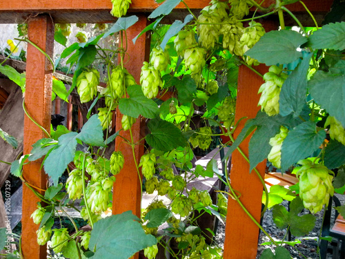 Lianas of Humulus with green leaves and seed cones (flowers) climb along the wooden fence. Beautiful herbal vintage background with hopbines (climbing stem of the hop) for brewing