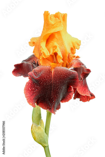 wet yellow and purple color iris flower isolated on white background