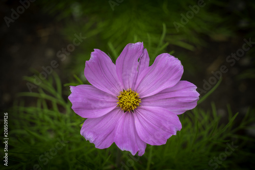 Natural flowers in garden