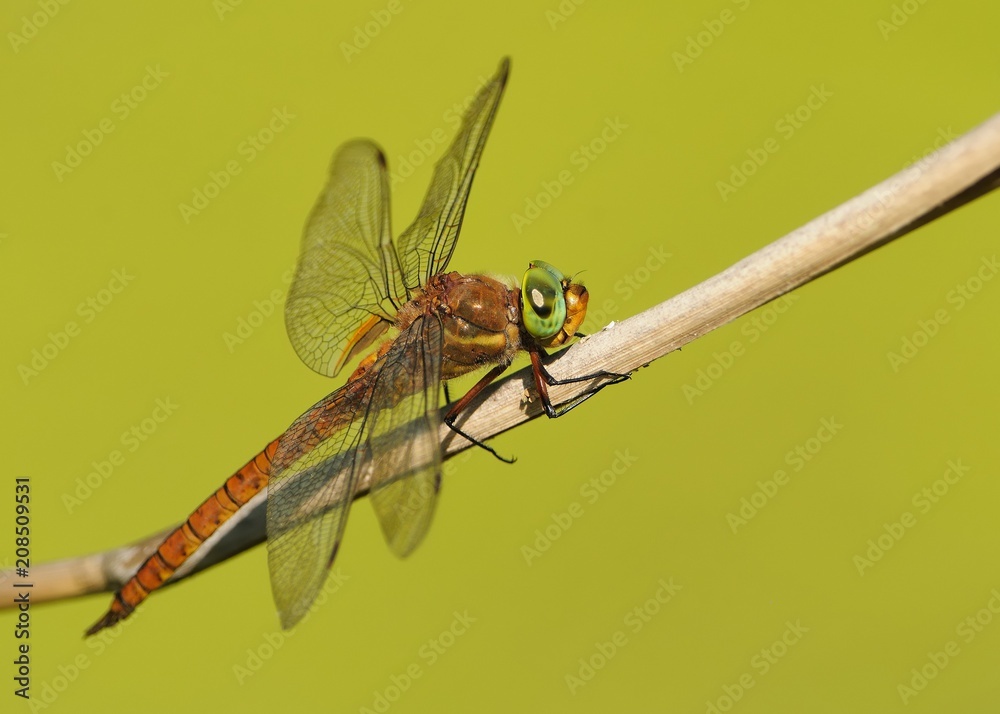 The green-eyed hawker (Aeshna isoceles) is a small hawker dragonfly. A red and orange dragonfly with big green eyes perched on a reed haulm with green background The green-eyed hawker (Aeshna isoceles) is a small hawker dragonfly. A red and orange dragonfly with big green eyes perched on a reed haulm with green background
