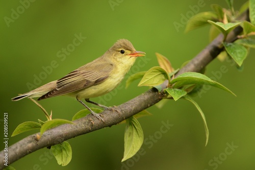 Icterine Warbler - Hippolais icterina sitting on the branch and singing his spring song with the green background