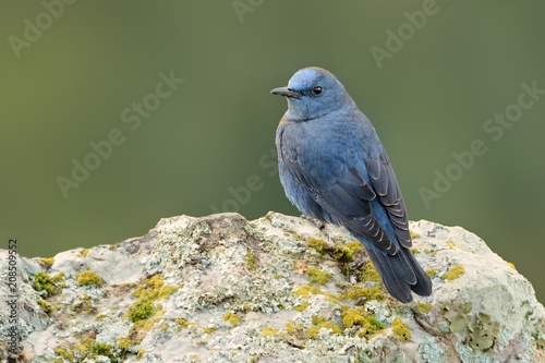 The Blue Rock-Thrush (Monticola solitarius) perched on a rock with rock in the background. photo