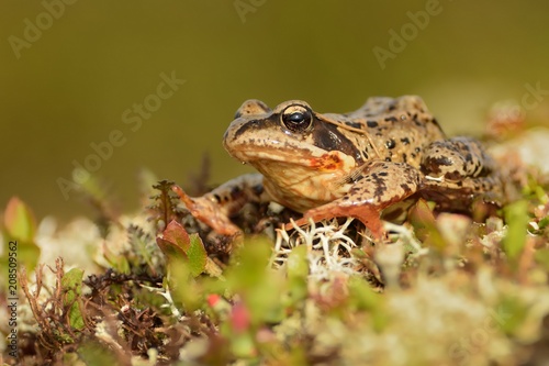 Grass Frog - Rana temporaria sitting on the grass photo