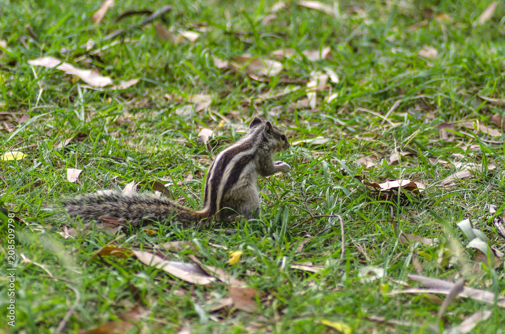 Indian squirrel on green grass