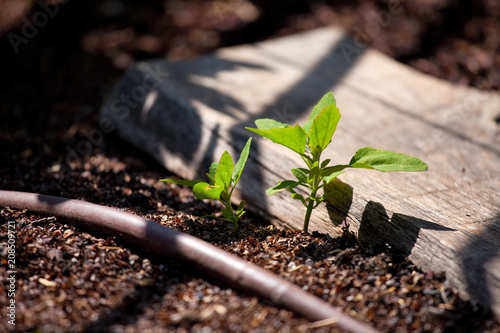 Plantation et arrosage au potager photo