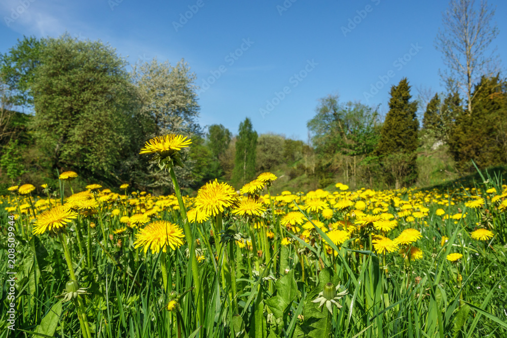 Spring feeling at a flowering Dandelions meadow Spring feeling at a flowering Dandelions meadow