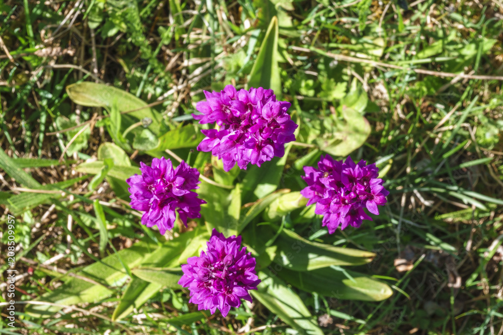 Flowering Early-purple orchid flowers from above Flowering Early-purple orchid flowers from above
