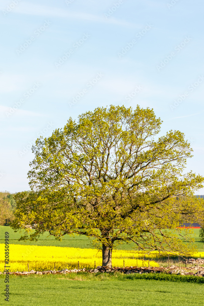 Old single tree in a field Old single tree in a field