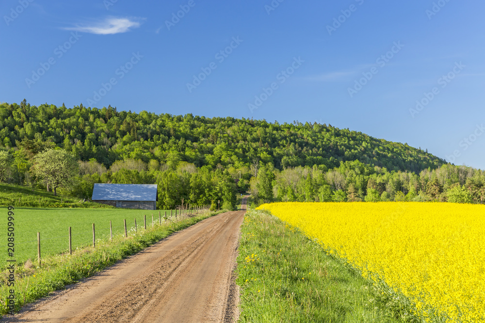 Dirt Road in a beautiful country landscape