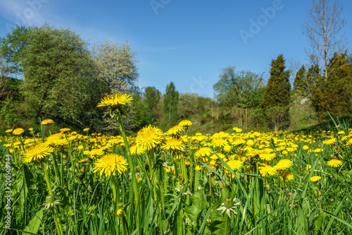 Spring feeling at a flowering Dandelions meadow