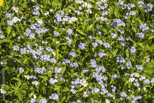 Forget me not flowers in a meadow