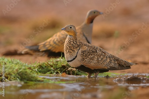 The male of Black-bellied Sandgrouse (Pterocles orientalis) sitting next to the desert pool to drink water from the pool in the desert oasis