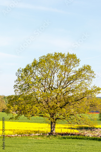 Old single tree in a field