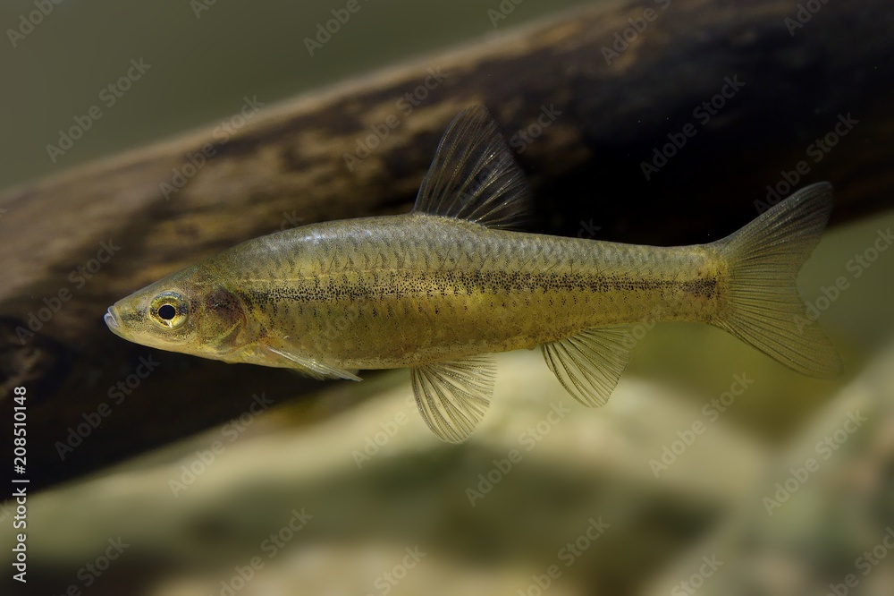 Topmouth Gudgeon - Pseudorasbora parva Topmouth Gudgeon - Pseudorasbora parva
