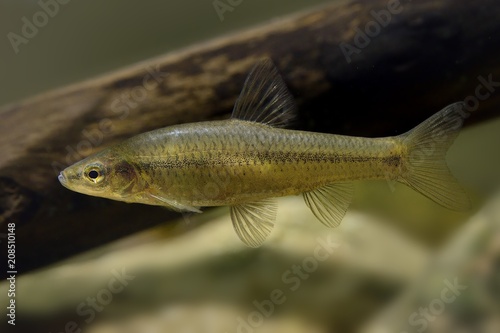 Topmouth Gudgeon - Pseudorasbora parva photo