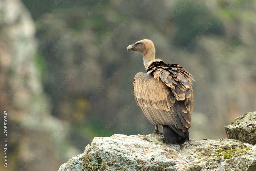 Fototapeta premium Eurasian Griffon (Gyps fulvus) sitting on the rock. In the background there is a rain