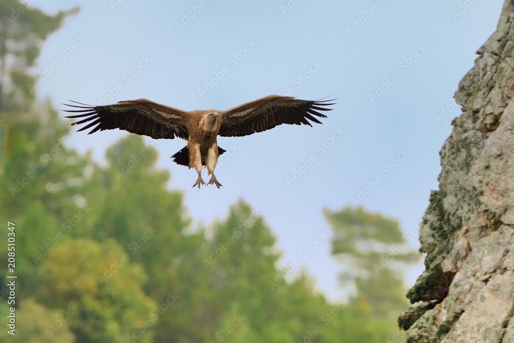 Eurasian Griffon (Gyps fulvus) captured in flight. Vulture flying above the olive plantation in Spain Eurasian Griffon (Gyps fulvus) captured in flight. Vulture flying above the olive plantation in Spain