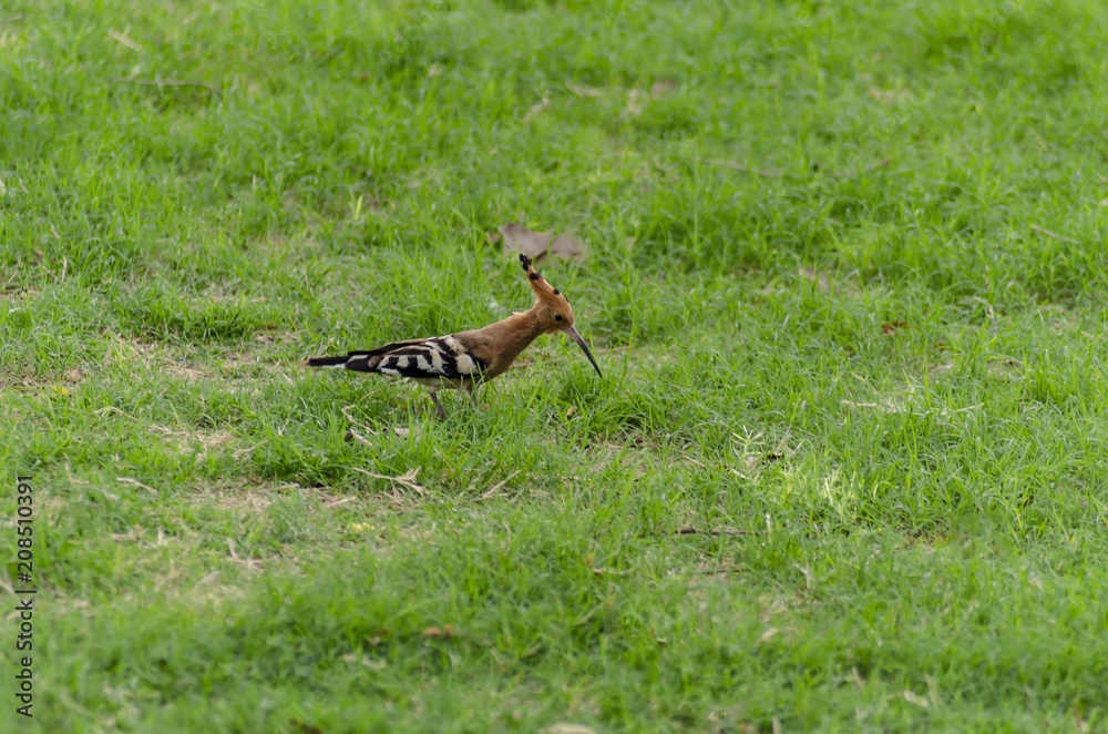 Hoopoe on green grass Hoopoe on green grass