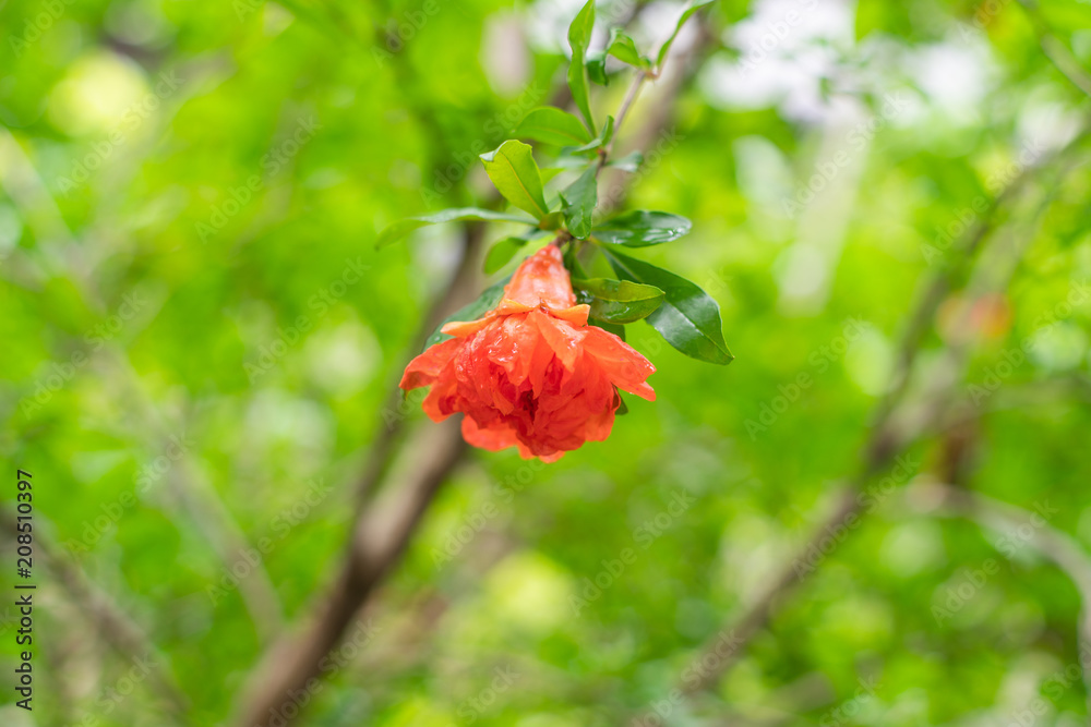 Pomegranate flower, red flower