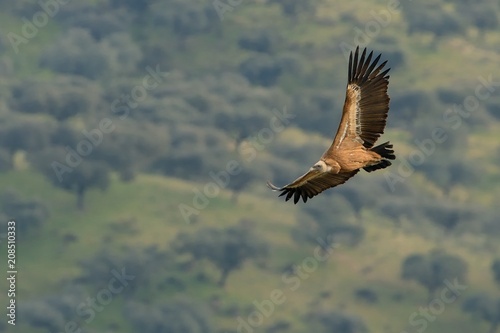 Eurasian Griffon (Gyps fulvus) captured in flight. Vulture flying above the olive plantation in Spain