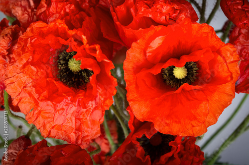 Fototapeta Naklejka Na Ścianę i Meble -  Poppy flowers
