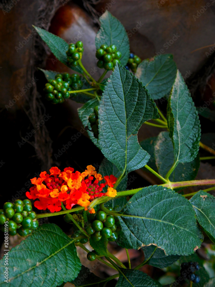 Fototapeta premium Leaves and flowers
