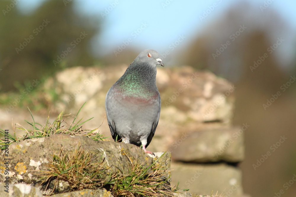 Rock Dove posing