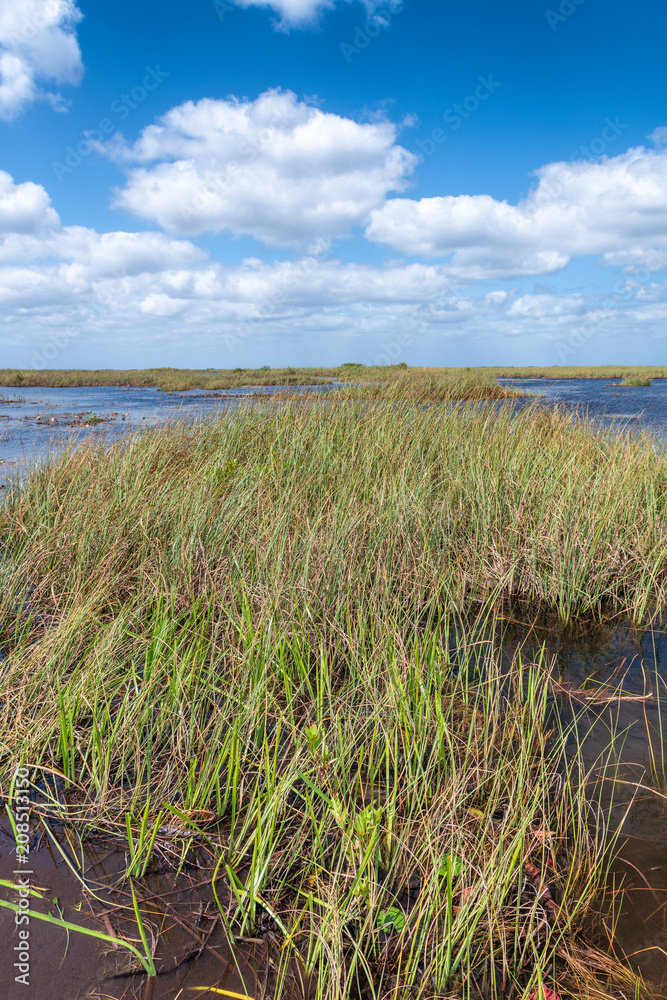 Swamps of Florida Everglades National Park