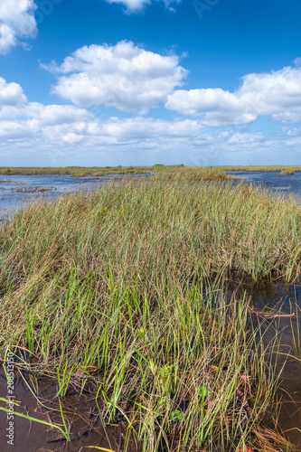 Swamps of Florida Everglades National Park